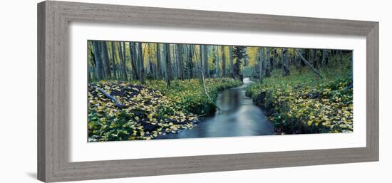 Aspens and Stream in Uncompahgre National Forest, Ridgeway, Colorado-null-Framed Photographic Print