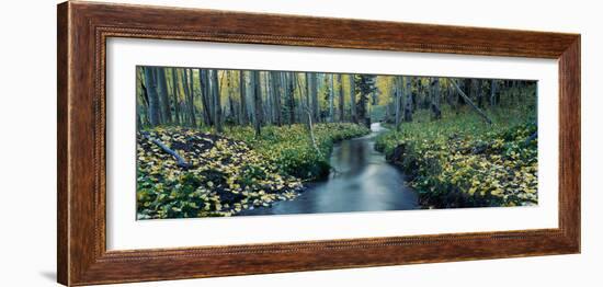 Aspens and Stream in Uncompahgre National Forest, Ridgeway, Colorado-null-Framed Photographic Print