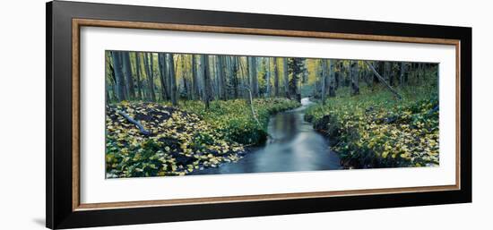 Aspens and Stream in Uncompahgre National Forest, Ridgeway, Colorado-null-Framed Photographic Print