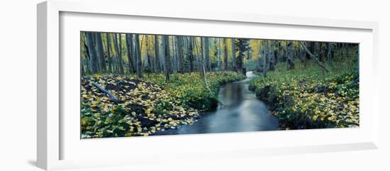 Aspens and Stream in Uncompahgre National Forest, Ridgeway, Colorado-null-Framed Photographic Print