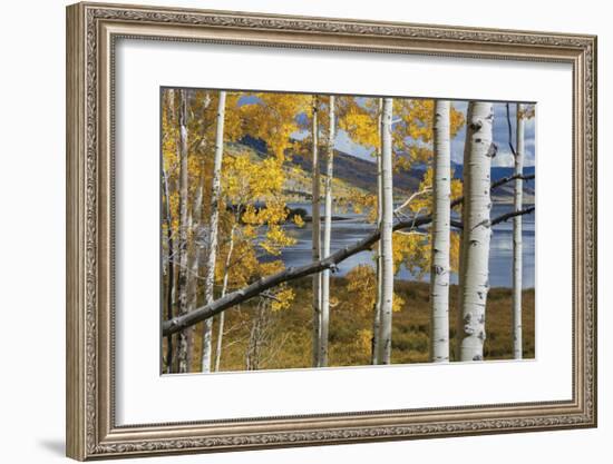 Aspens at Fish Lake-Don Paulson-Framed Giclee Print