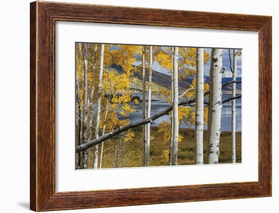 Aspens at Fish Lake-Don Paulson-Framed Giclee Print