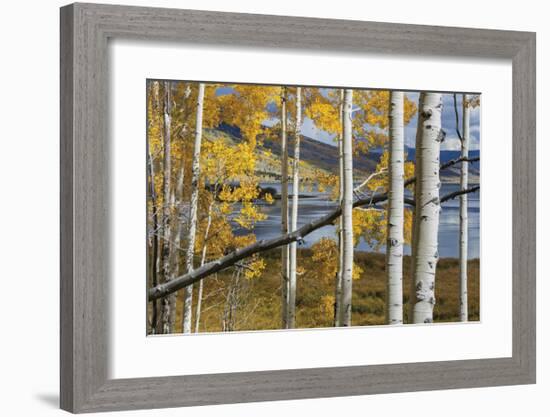 Aspens at Fish Lake-Don Paulson-Framed Giclee Print