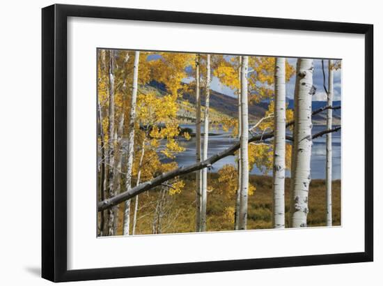 Aspens at Fish Lake-Don Paulson-Framed Giclee Print