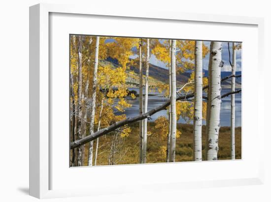 Aspens at Fish Lake-Don Paulson-Framed Giclee Print