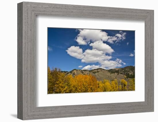 Aspens, Evergreens, Boulder Mountains, Autumn, Sawtooth NF, Idaho, USA-Michel Hersen-Framed Photographic Print