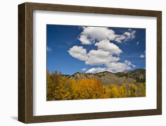 Aspens, Evergreens, Boulder Mountains, Autumn, Sawtooth NF, Idaho, USA-Michel Hersen-Framed Photographic Print