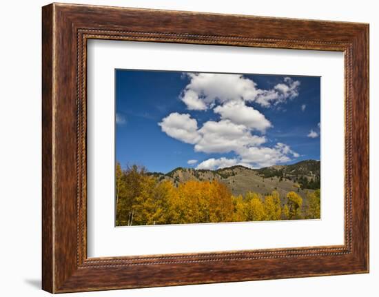 Aspens, Evergreens, Boulder Mountains, Autumn, Sawtooth NF, Idaho, USA-Michel Hersen-Framed Photographic Print