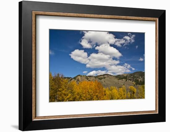 Aspens, Evergreens, Boulder Mountains, Autumn, Sawtooth NF, Idaho, USA-Michel Hersen-Framed Photographic Print