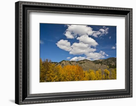 Aspens, Evergreens, Boulder Mountains, Autumn, Sawtooth NF, Idaho, USA-Michel Hersen-Framed Photographic Print