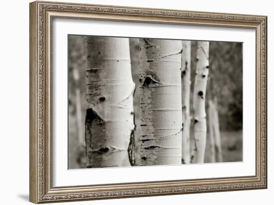 Aspens III-Debra Van Swearingen-Framed Photo