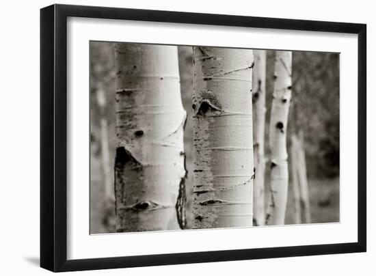 Aspens III-Debra Van Swearingen-Framed Photo