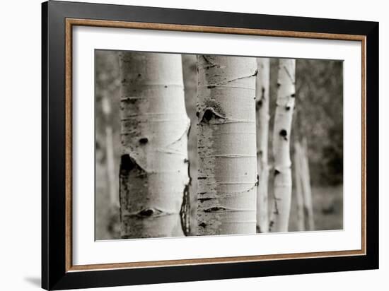 Aspens III-Debra Van Swearingen-Framed Photo