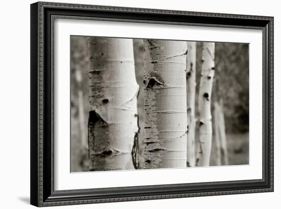 Aspens III-Debra Van Swearingen-Framed Photo