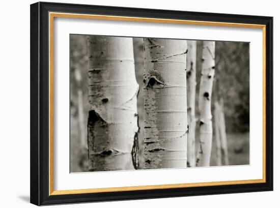 Aspens III-Debra Van Swearingen-Framed Photo