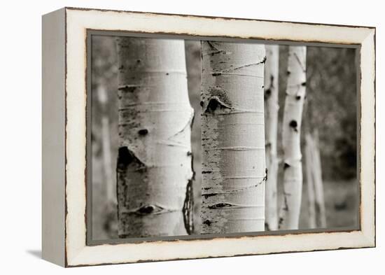 Aspens III-Debra Van Swearingen-Framed Stretched Canvas