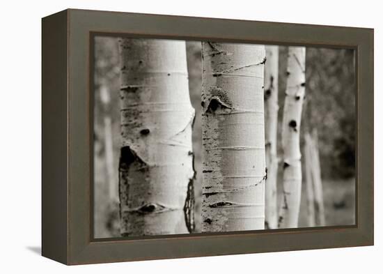 Aspens III-Debra Van Swearingen-Framed Stretched Canvas