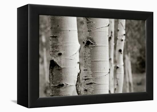 Aspens III-Debra Van Swearingen-Framed Stretched Canvas