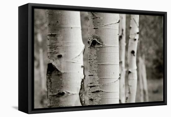 Aspens III-Debra Van Swearingen-Framed Stretched Canvas