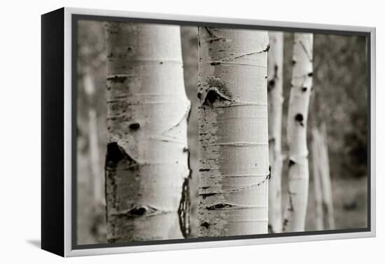 Aspens III-Debra Van Swearingen-Framed Stretched Canvas