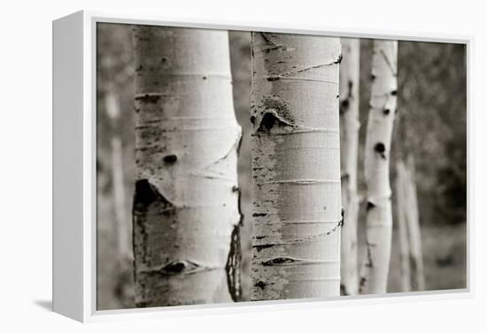 Aspens III-Debra Van Swearingen-Framed Stretched Canvas