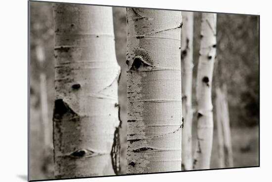 Aspens III-Debra Van Swearingen-Mounted Photo