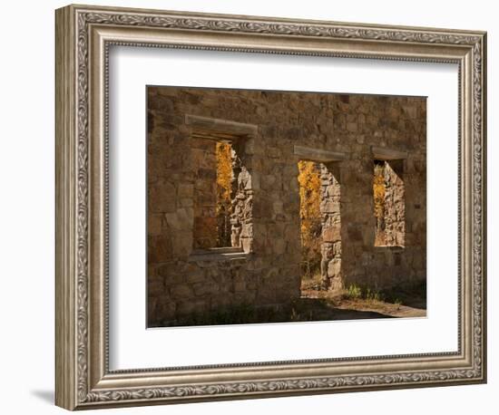 Aspens in Abandoned Building, Central City, Colorado, USA-Don Grall-Framed Photographic Print