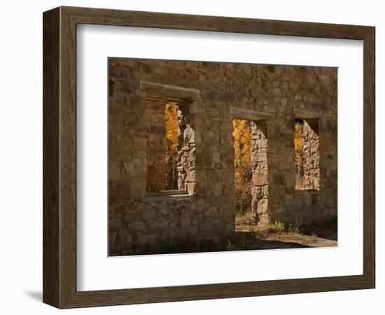 Aspens in Abandoned Building, Central City, Colorado, USA-Don Grall-Framed Photographic Print