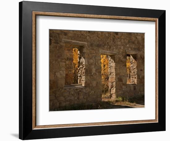 Aspens in Abandoned Building, Central City, Colorado, USA-Don Grall-Framed Photographic Print