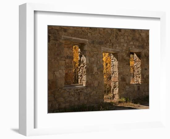 Aspens in Abandoned Building, Central City, Colorado, USA-Don Grall-Framed Photographic Print