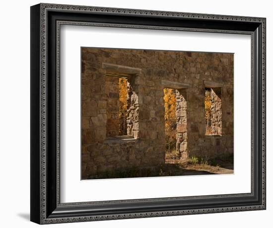 Aspens in Abandoned Building, Central City, Colorado, USA-Don Grall-Framed Photographic Print