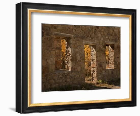 Aspens in Abandoned Building, Central City, Colorado, USA-Don Grall-Framed Photographic Print