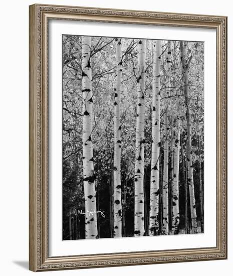 Aspens in Autumn II-Alan Majchrowicz-Framed Photo