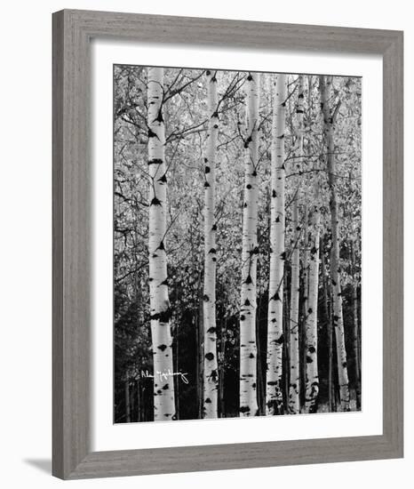 Aspens in Autumn II-Alan Majchrowicz-Framed Photo