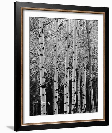 Aspens in Autumn II-Alan Majchrowicz-Framed Photo