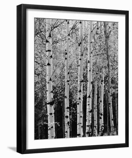 Aspens in Autumn II-Alan Majchrowicz-Framed Photo