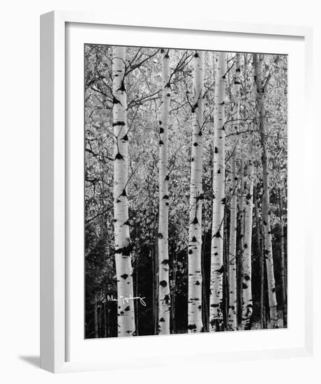 Aspens in Autumn II-Alan Majchrowicz-Framed Photo