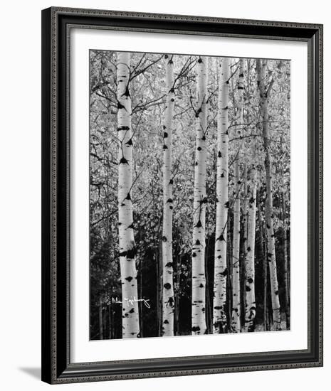 Aspens in Autumn II-Alan Majchrowicz-Framed Photo