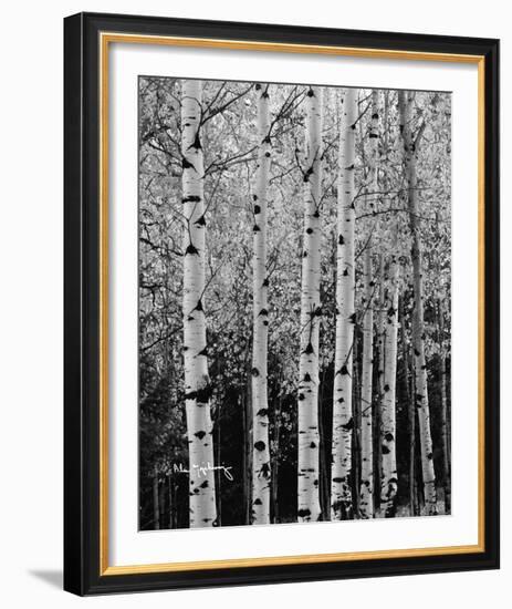 Aspens in Autumn II-Alan Majchrowicz-Framed Photo