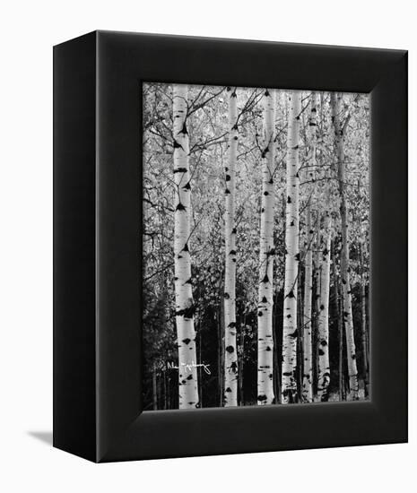 Aspens in Autumn II-Alan Majchrowicz-Framed Stretched Canvas