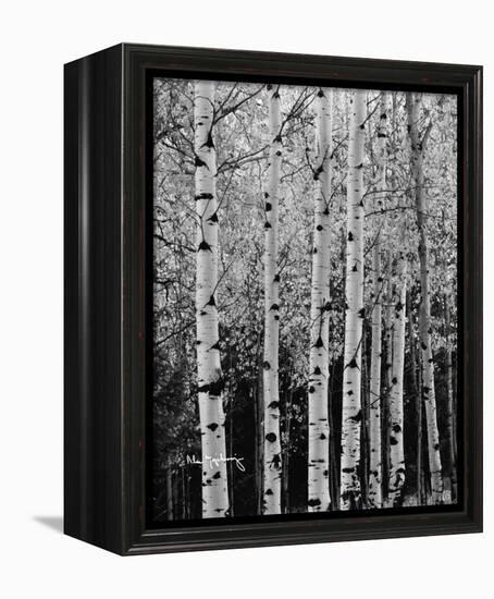 Aspens in Autumn II-Alan Majchrowicz-Framed Stretched Canvas