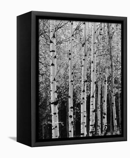 Aspens in Autumn II-Alan Majchrowicz-Framed Stretched Canvas