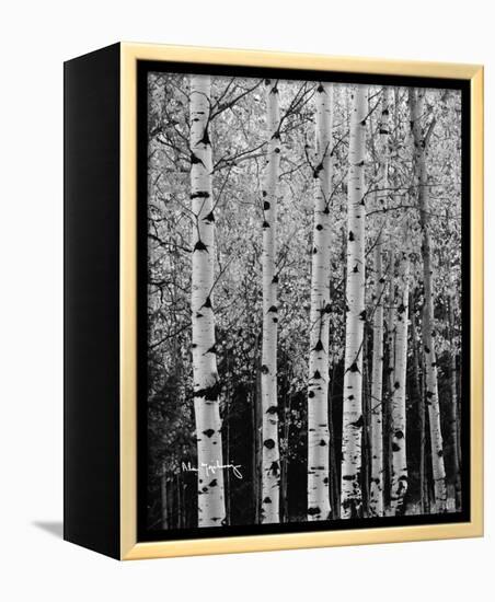 Aspens in Autumn II-Alan Majchrowicz-Framed Stretched Canvas