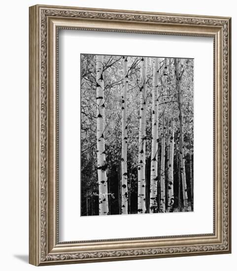 Aspens in Autumn II-Alan Majchrowicz-Framed Photo