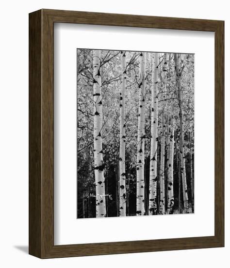 Aspens in Autumn II-Alan Majchrowicz-Framed Photo