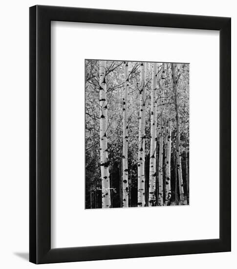 Aspens in Autumn II-Alan Majchrowicz-Framed Photo