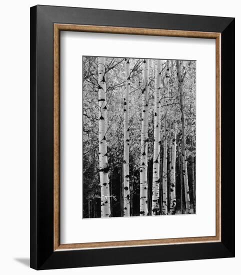 Aspens in Autumn II-Alan Majchrowicz-Framed Photo