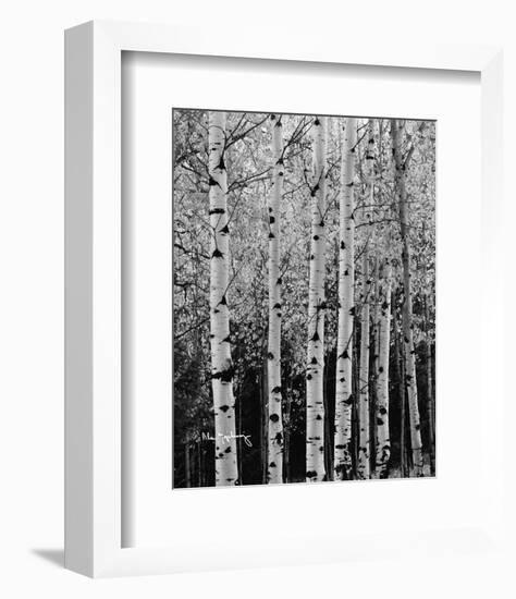 Aspens in Autumn II-Alan Majchrowicz-Framed Photo