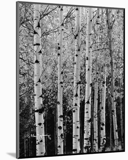 Aspens in Autumn II-Alan Majchrowicz-Mounted Photo