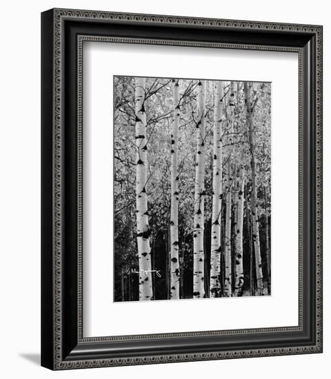 Aspens in Autumn II-Alan Majchrowicz-Framed Photo